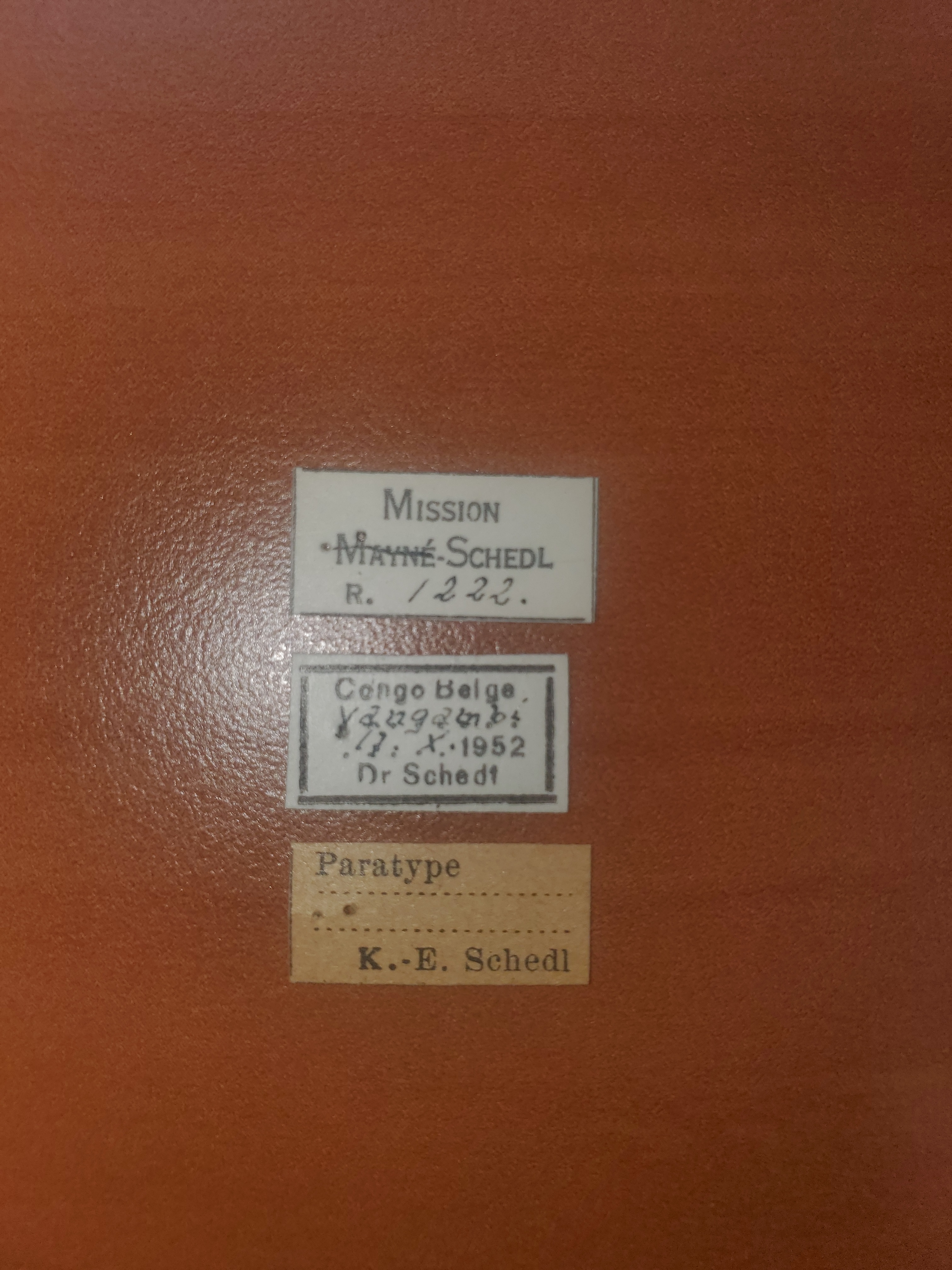 Platypus granulosus pt Labels