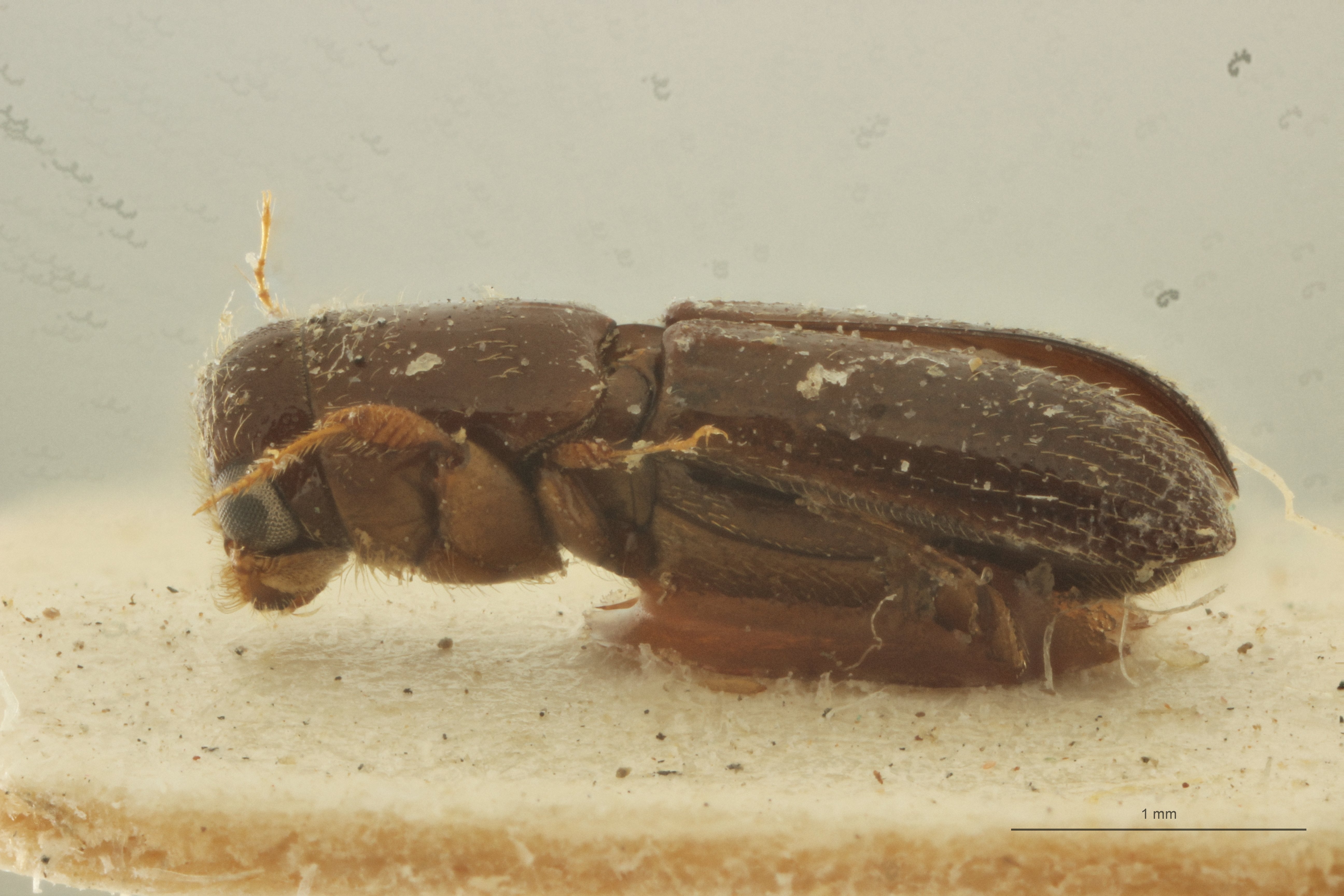 Platypus interpositus pt L