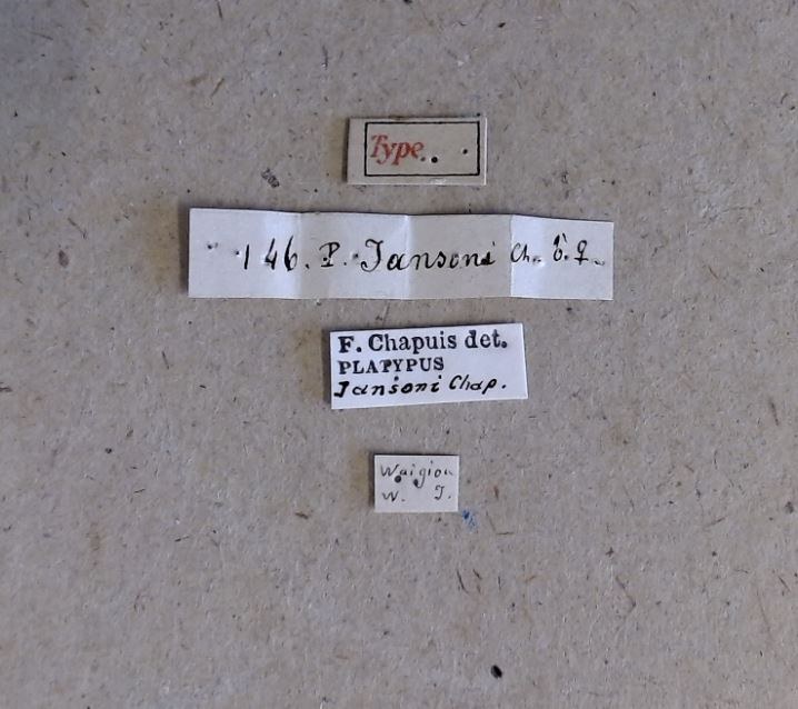 Platypus jansoni t Labels Platypus jansoni t Labels