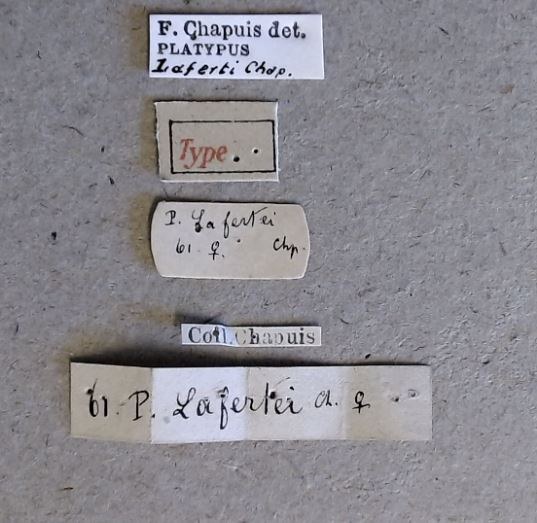 Platypus lafertei F t Labels Platypus lafertei F t Labels