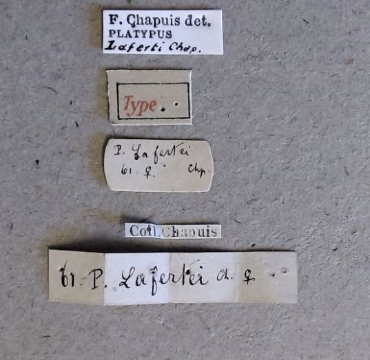 Platypus lafertei F t Labels