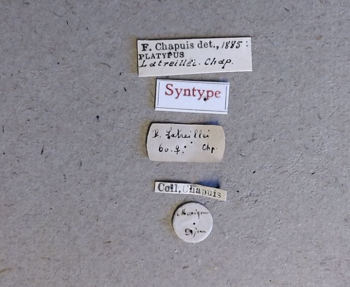 Platypus latreillei F st Labels Platypus latreillei F st Labels