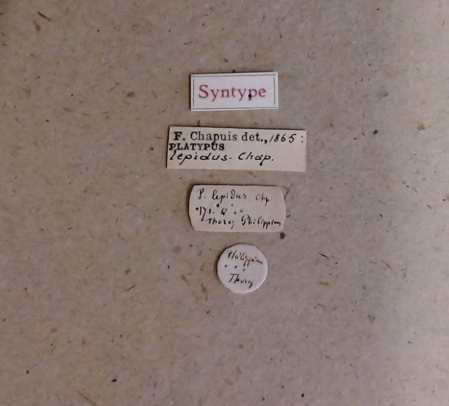 Platypus lepidus st Labels Platypus lepidus st Labels