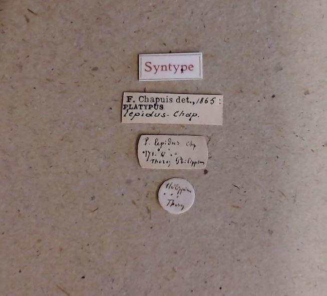 Platypus lepidus st Labels