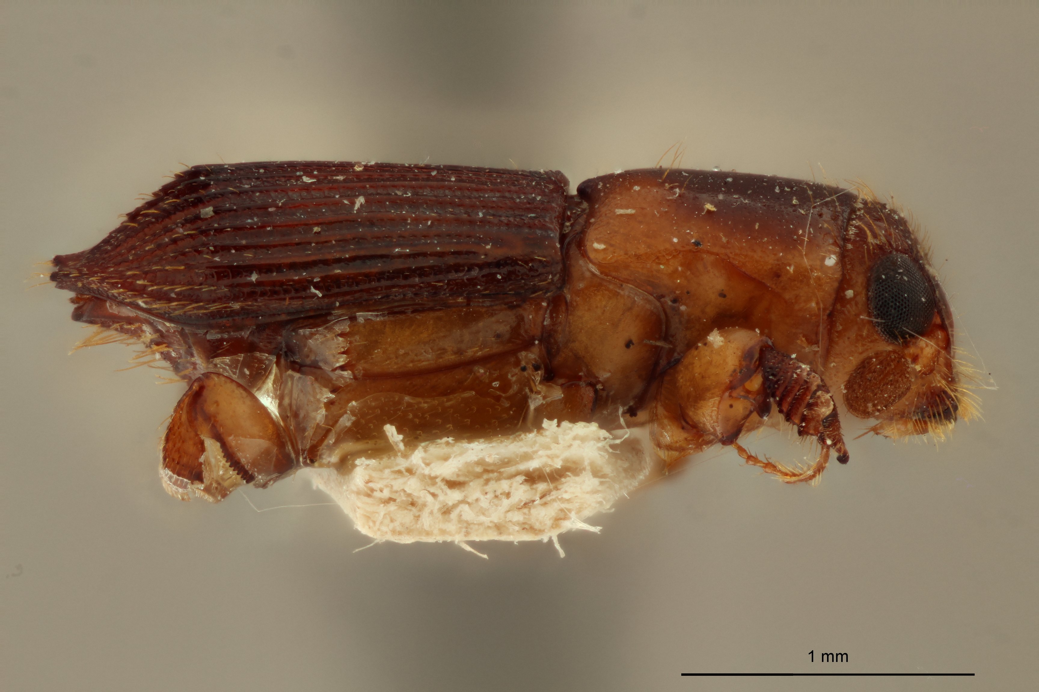 Platypus limbatus st L