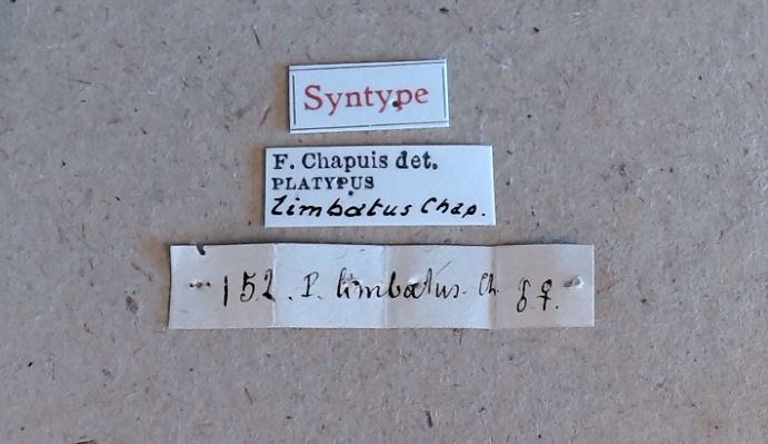 Platypus limbatus st Labels Platypus limbatus st Labels