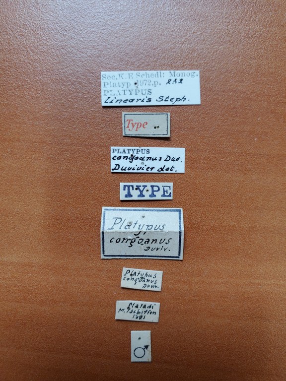 Platypus linearis M t Labels Platypus linearis M t Labels