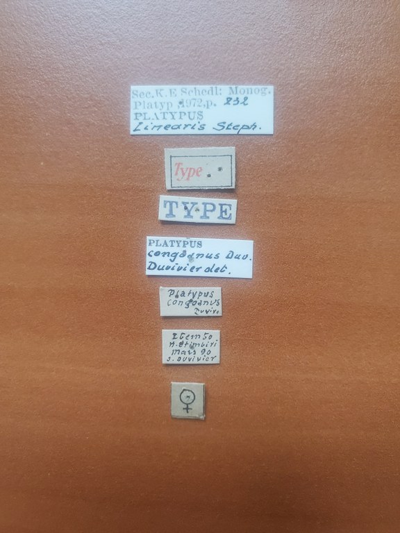 Platypus linearis F t Labels Platypus linearis F t Labels
