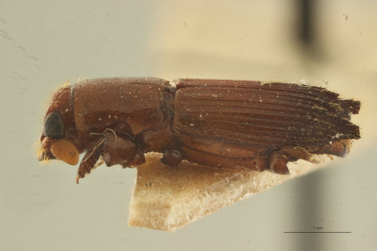 Platypus linearis F t L Platypus linearis F t L