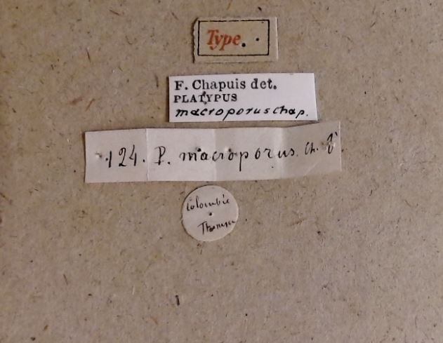 Platypus macroporus M t Labels Platypus macroporus M t Labels