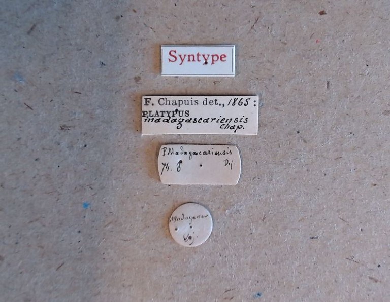 Platypus madagascariensis st Labels