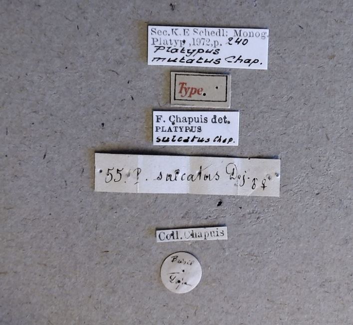 Platypus mutatus t Labels Platypus mutatus t Labels
