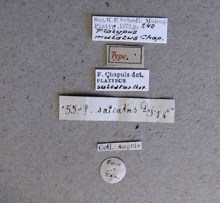 Platypus mutatus t Labels
