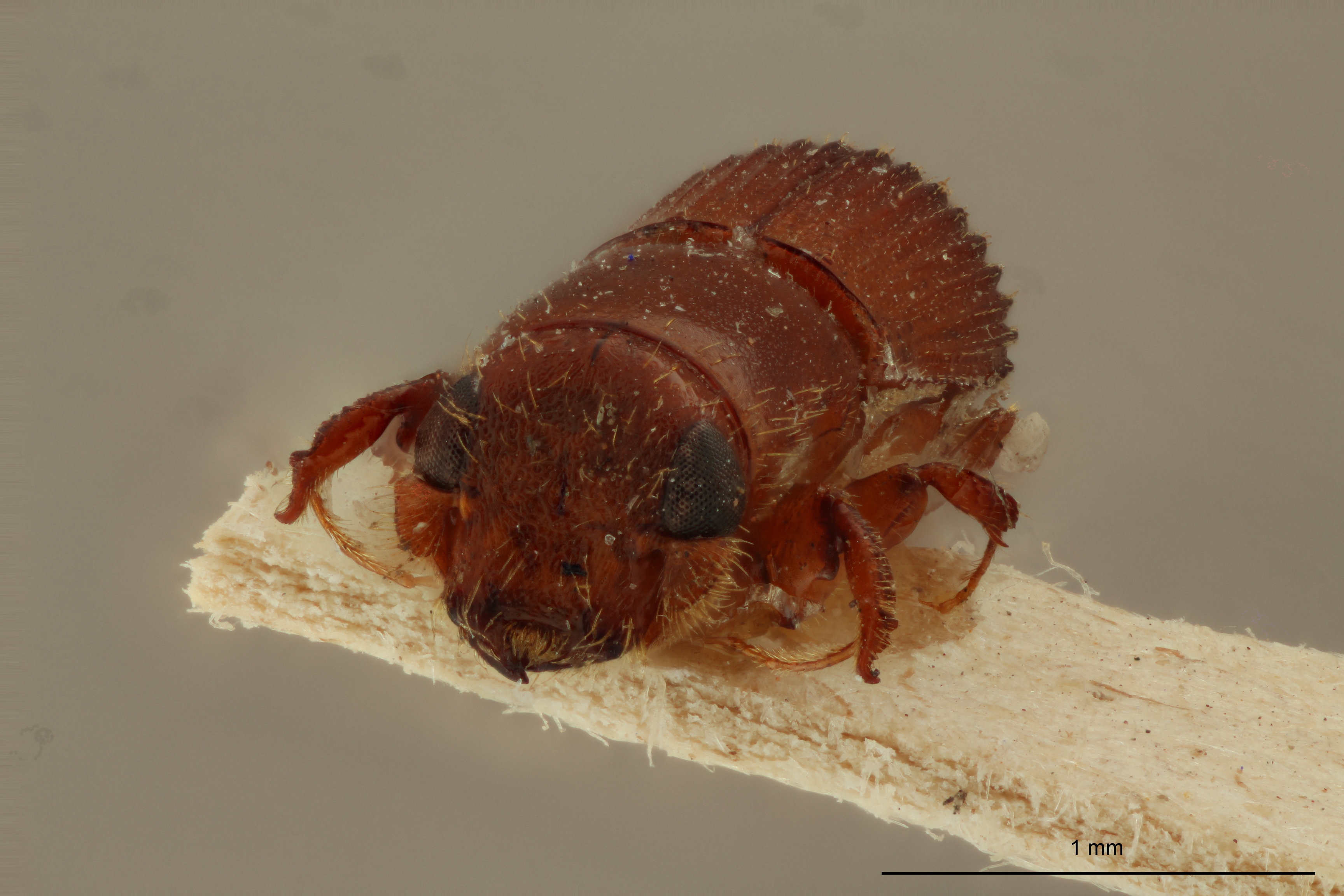 Platypus obtusus ht F