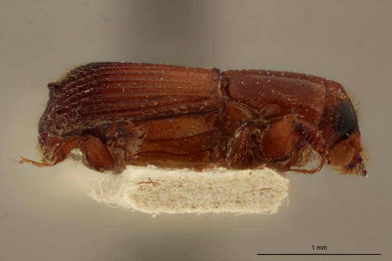 Platypus obtusus ht L Platypus obtusus ht L