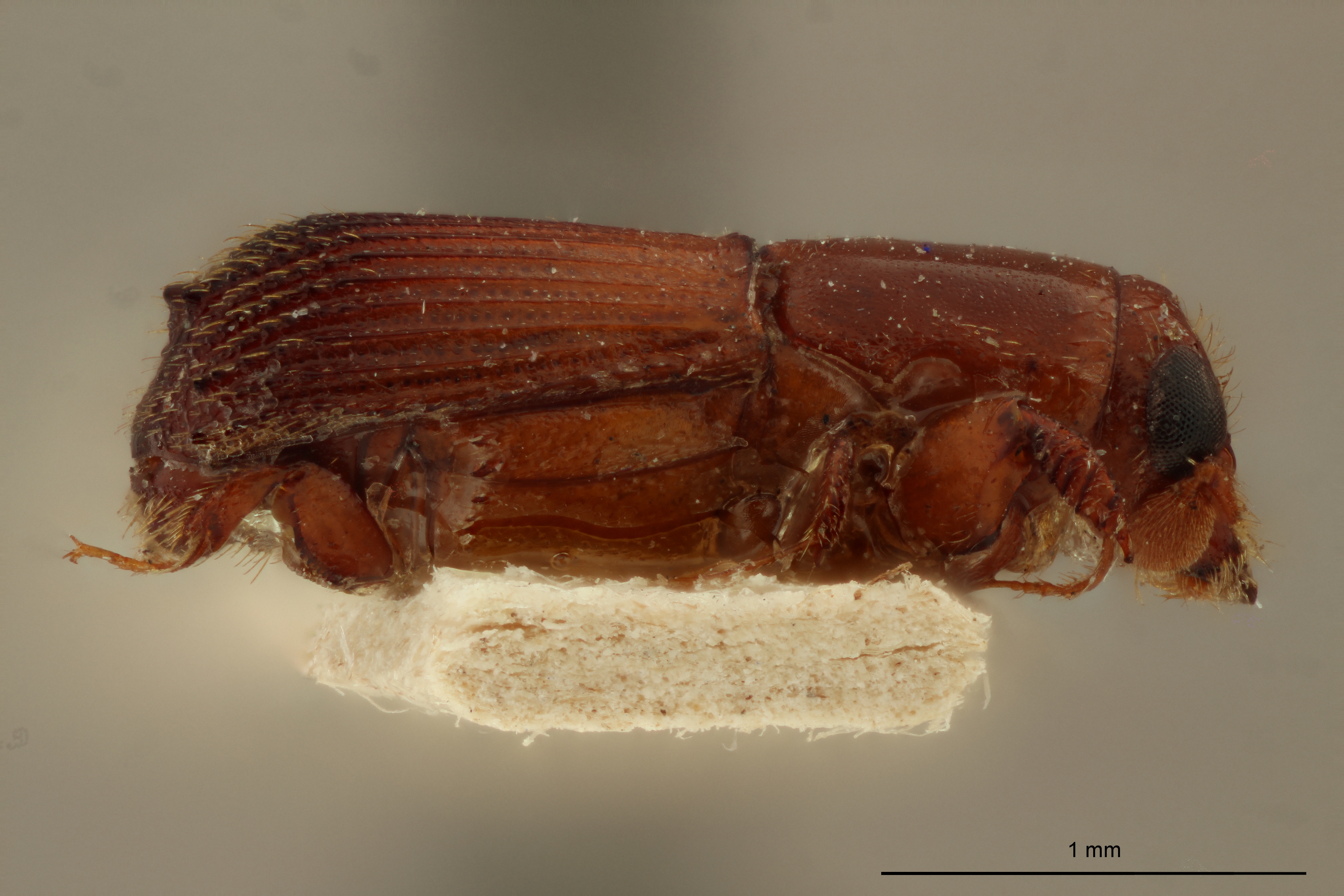 Platypus obtusus ht L
