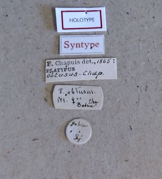 Platypus obtusus ht Labels Platypus obtusus ht Labels