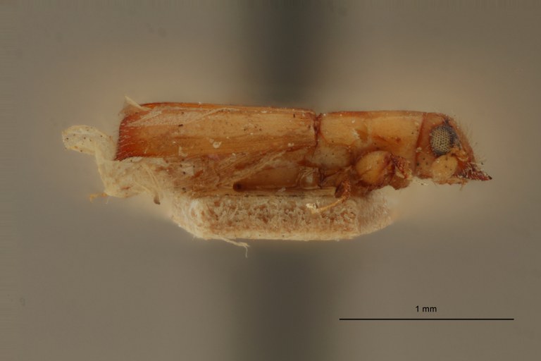 Platypus pallidus st L Platypus pallidus st L