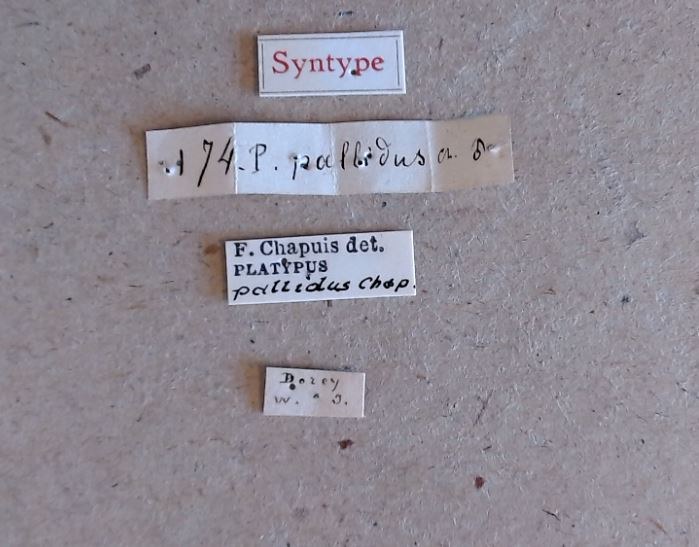 Platypus pallidus st Labels Platypus pallidus st Labels