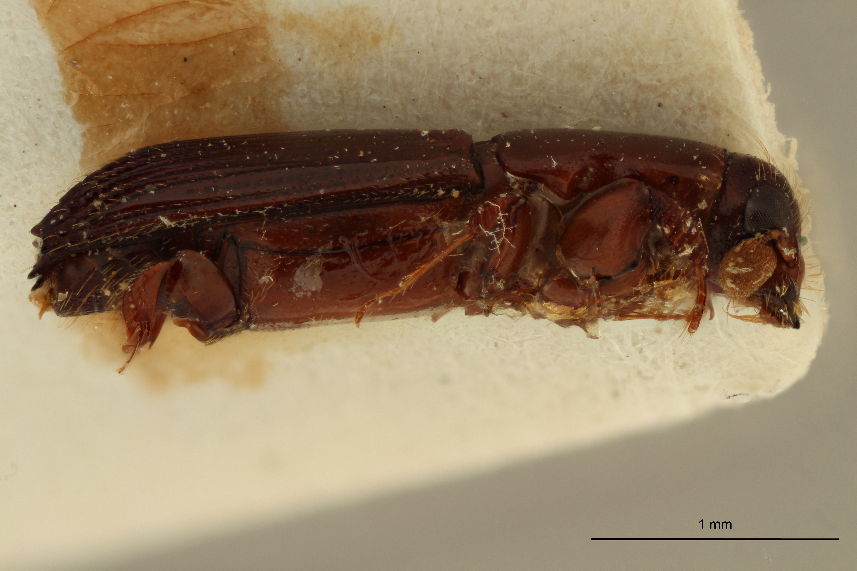 Platypus parinariae pt L