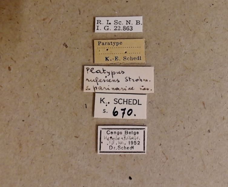 Platypus parinariae pt Labels