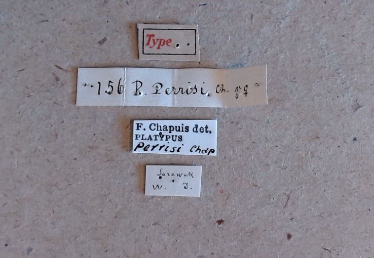 Platypus perrisi t Labels Platypus perrisi t Labels