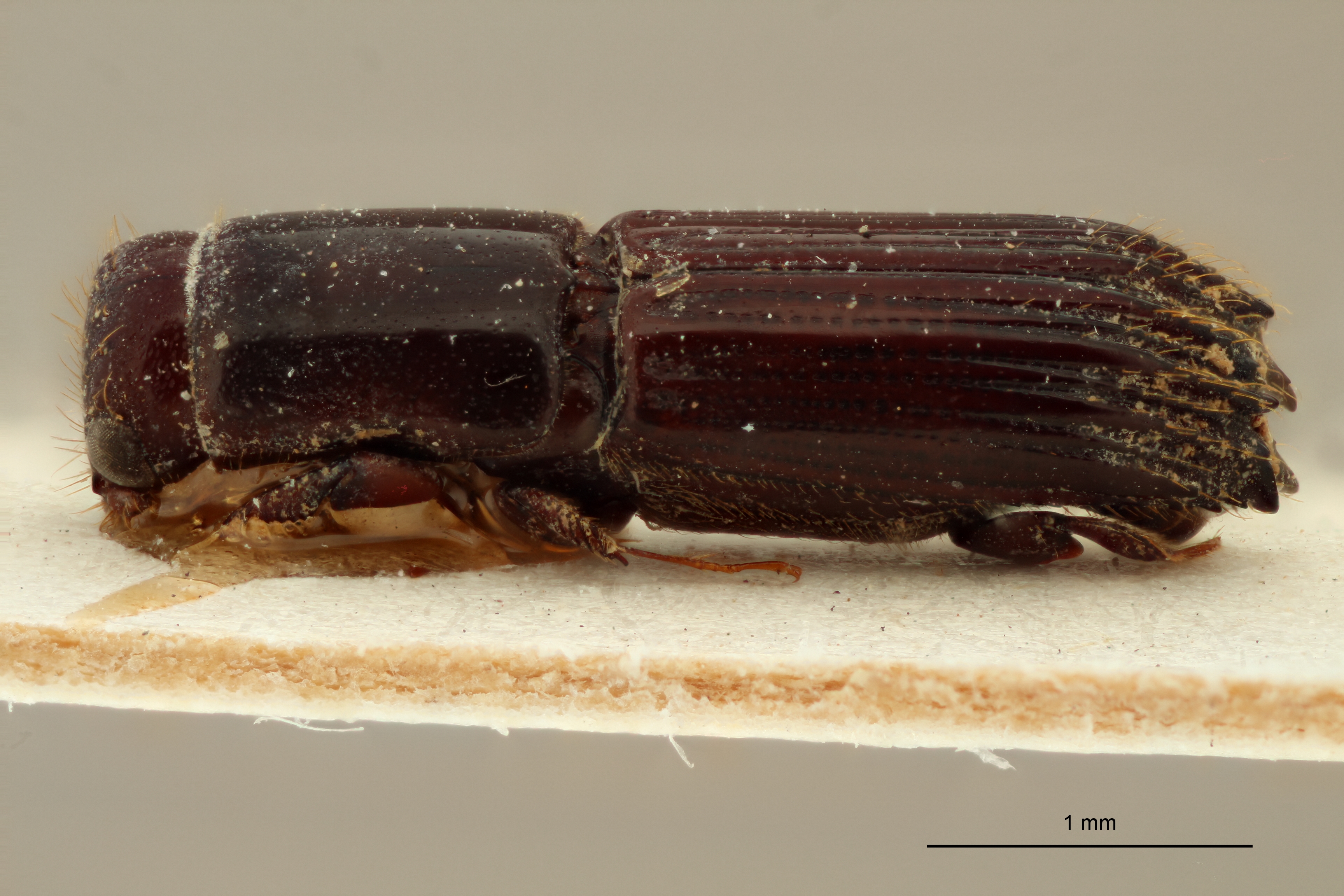 Platypus picinus M pt L