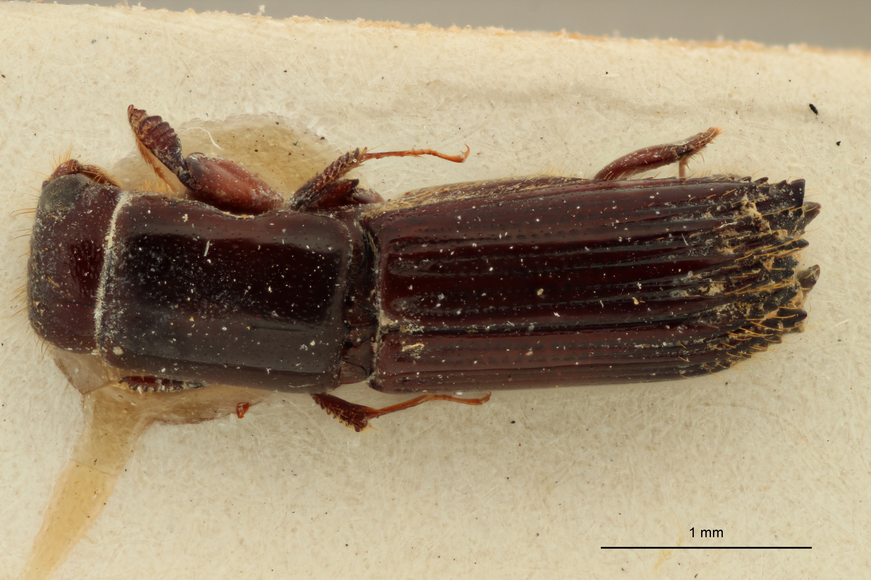 Platypus picinus M pt D