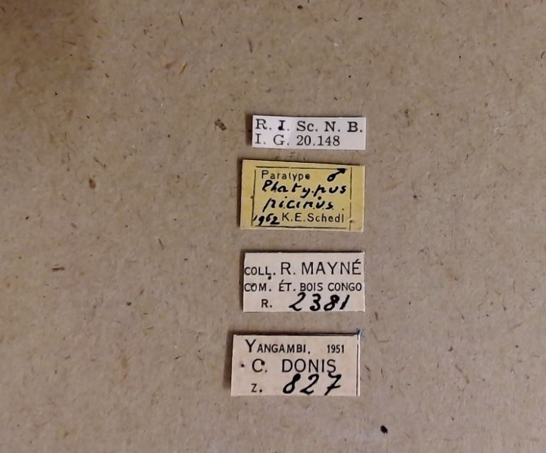 Platypus picinus M pt Labels Platypus picinus M pt Labels