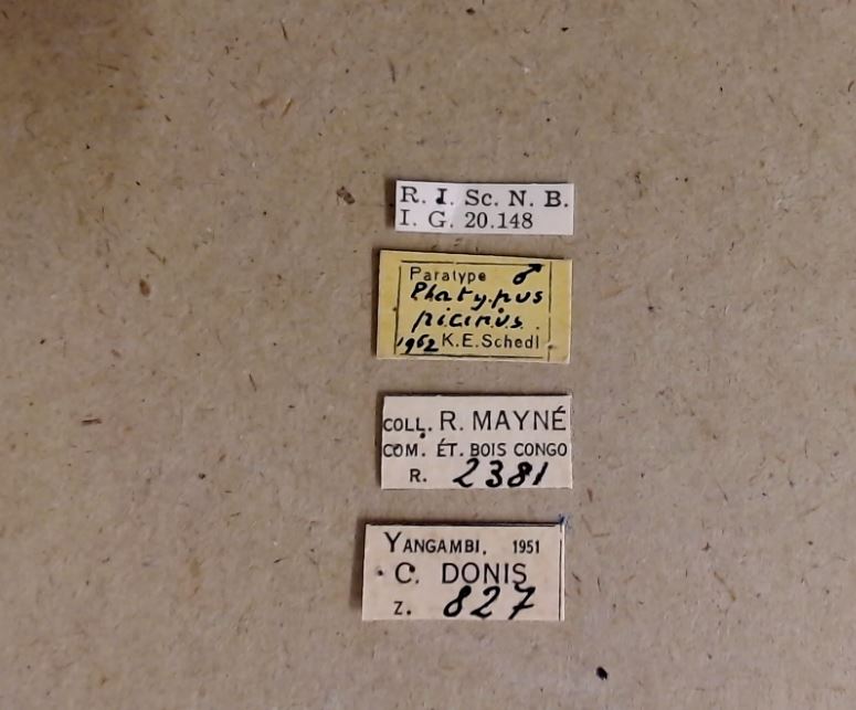 Platypus picinus M pt Labels