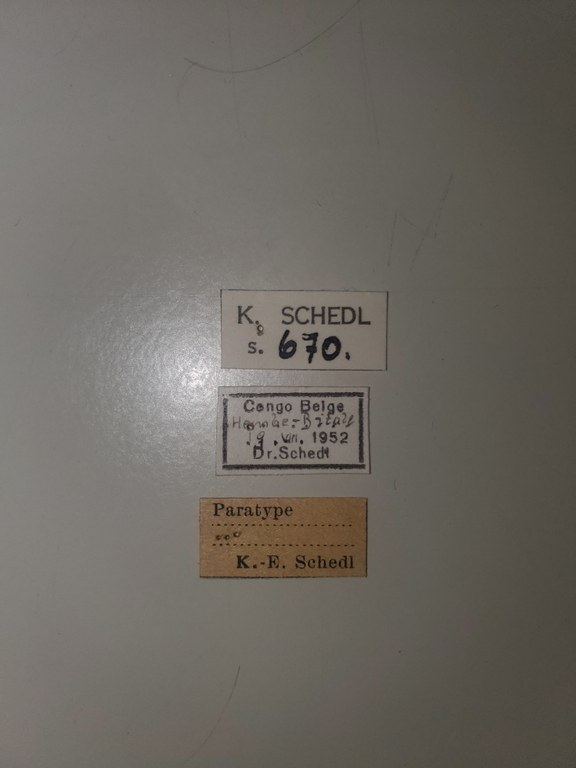 Platypus rufescens pt Labels