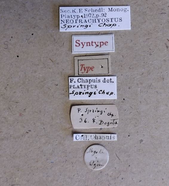 Platypus springi F st Labels Platypus springi F st Labels