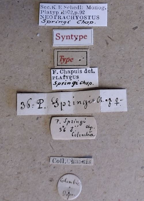 Platypus springi M st Labels Platypus springi M st Labels
