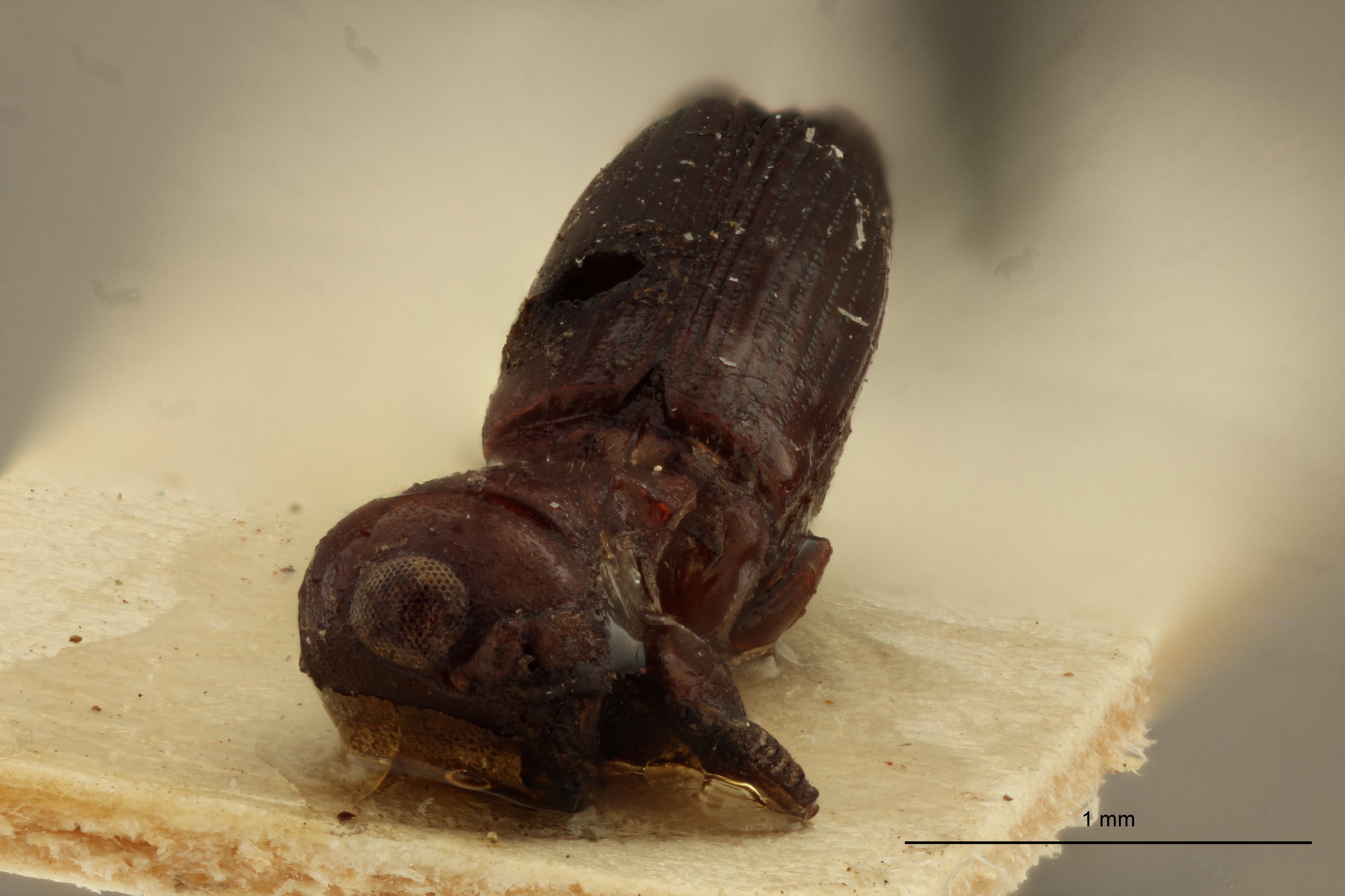 Platypus striatus ht F