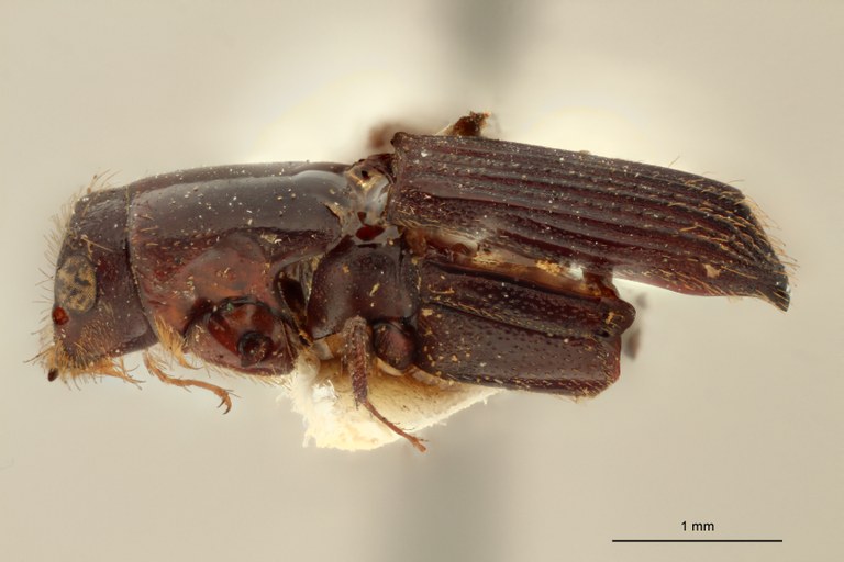 Platypus tuberculatus F t L