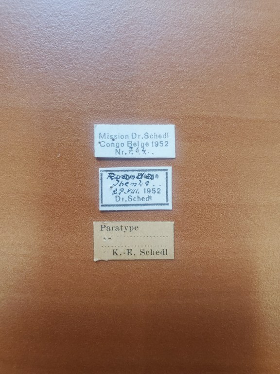 Platyscapus elongatus pt Labels