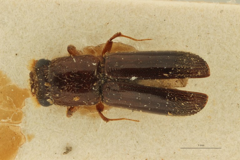 Platyscapus elongatus pt D