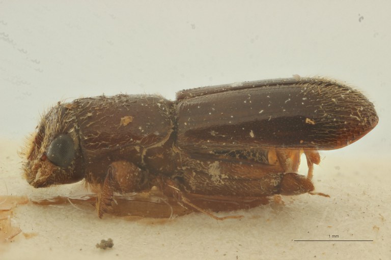 Platyscapus elongatus pt L