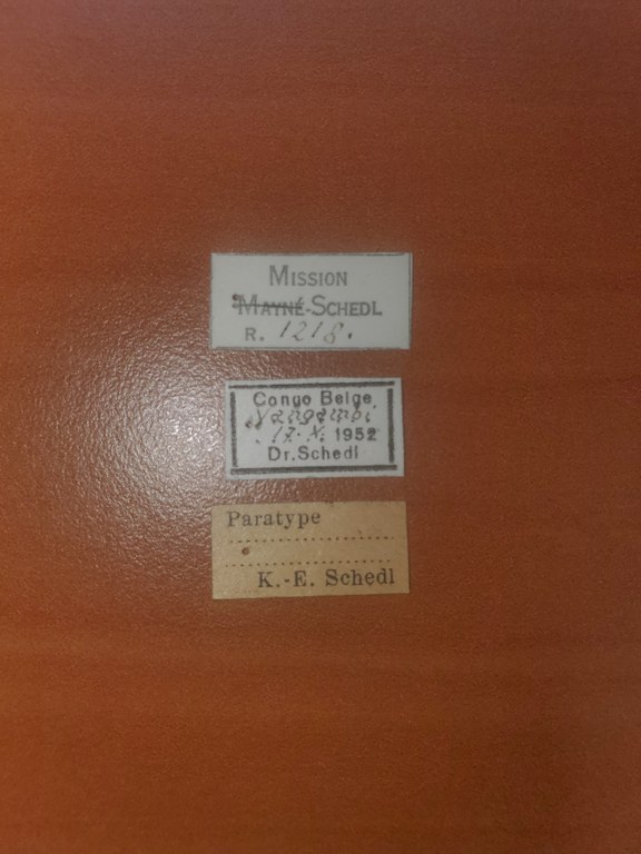 Platyscapus fratellus pt Labels