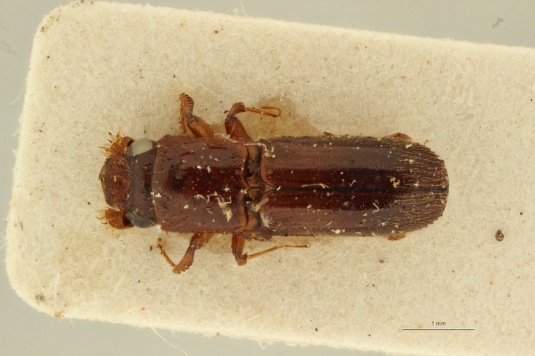 Platyscapus fratellus pt D