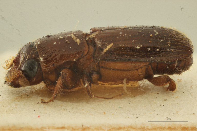 Platyscapus fratellus pt L