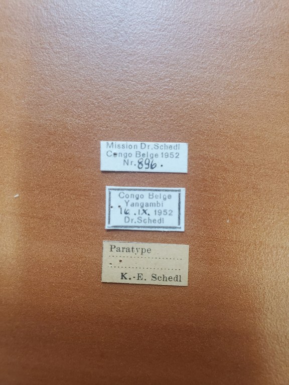 Platyscapus pusillus pt Labels Platyscapus pusillus pt Labels