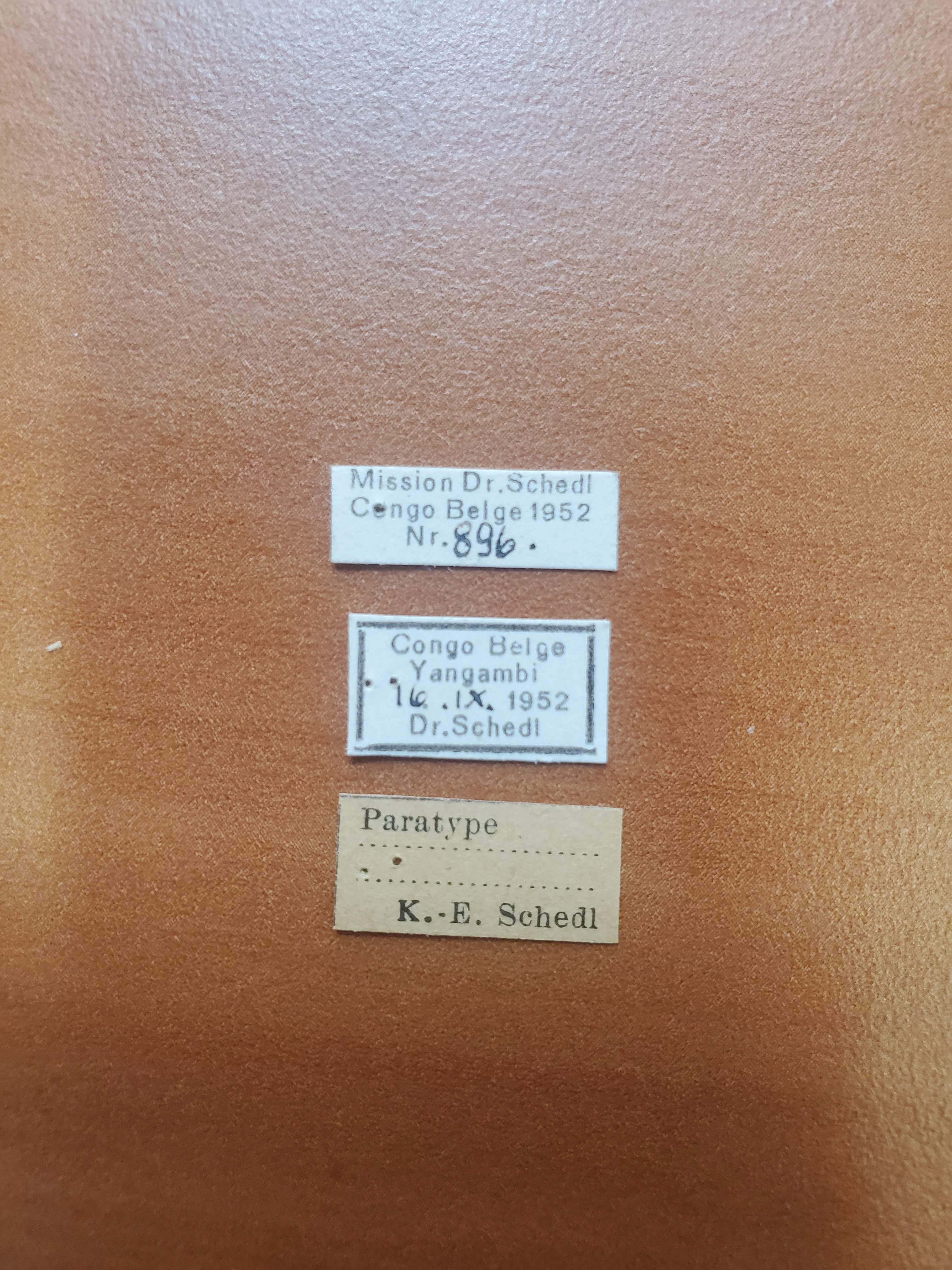 Platyscapus pusillus pt Labels