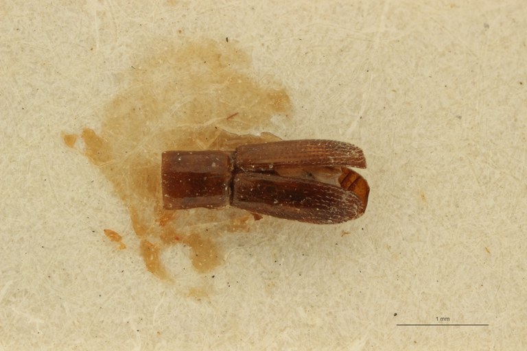 Platyscapus pusillus pt D Platyscapus pusillus pt D