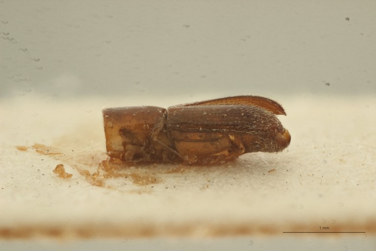 Platyscapus pusillus pt L Platyscapus pusillus pt L