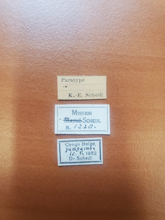 Platyscapus subaffinis pt Labels