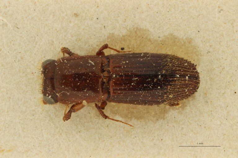 Platyscapus subaffinis pt D