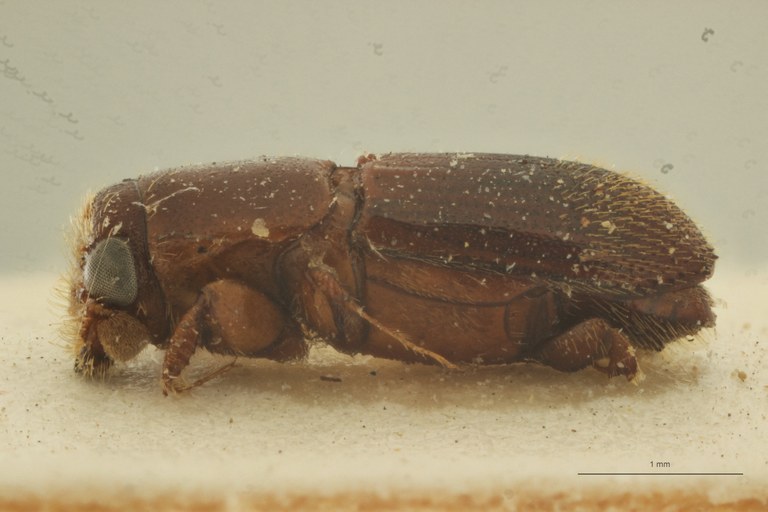 Platyscapus subaffinis pt L