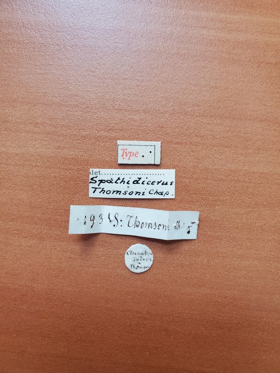 Spathidicerus thomsoni M t Labels Spathidicerus thomsoni M t Labels