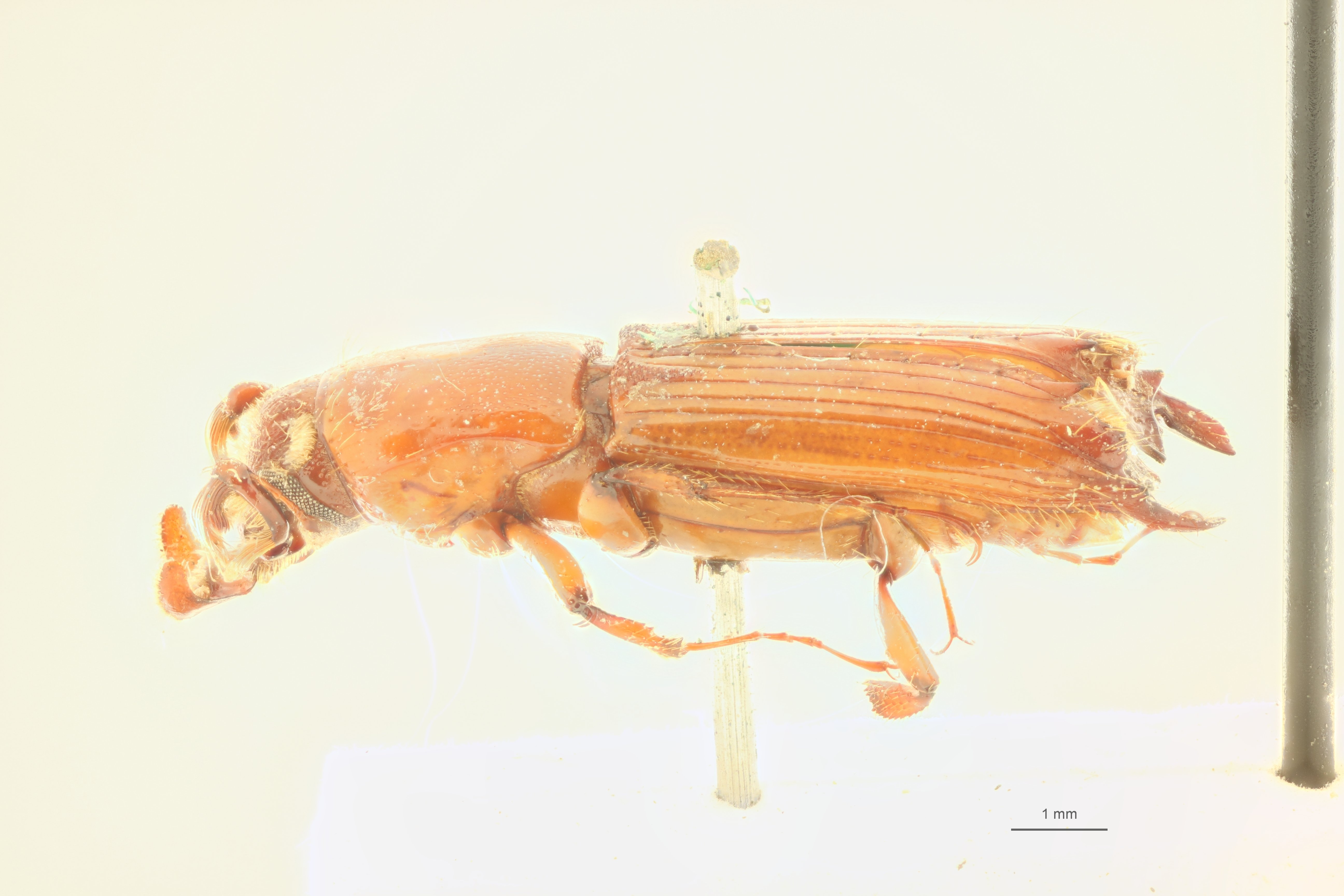 Spathidicerus thomsoni M t L